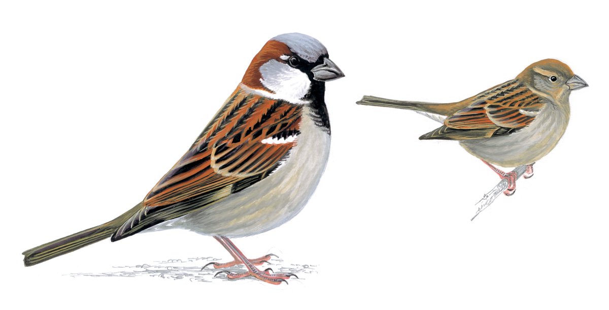 Воробей для детей