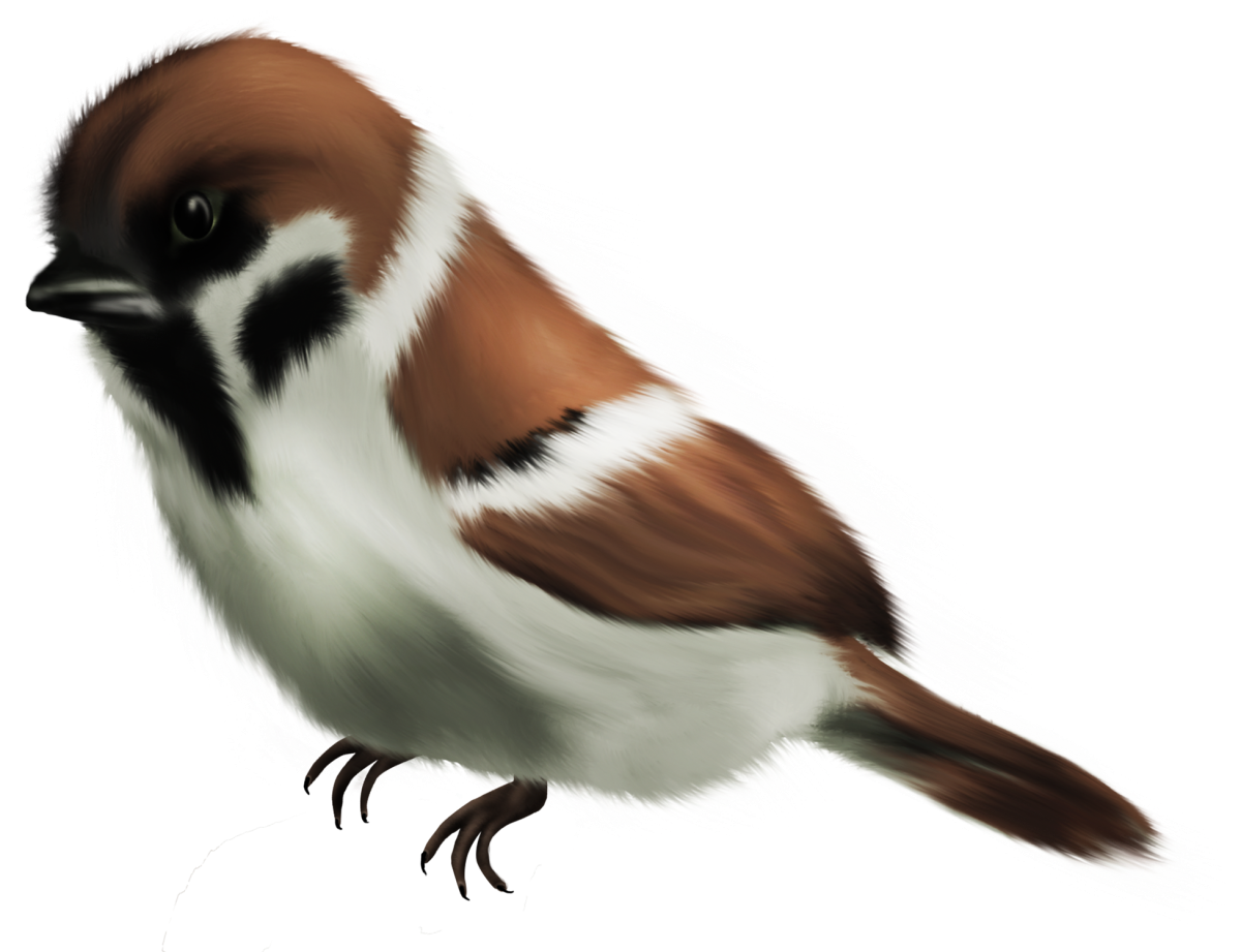 Воробышек на прозрачном фоне