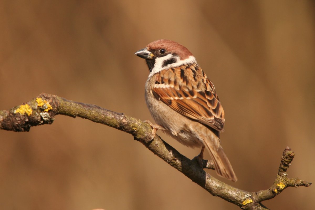 Птицы из семейства воробьиных