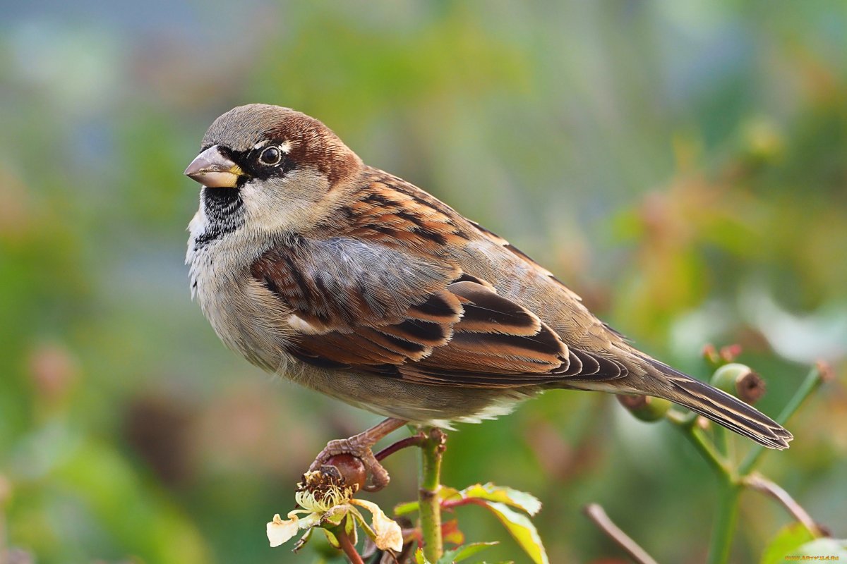 Красноголовый Воробей