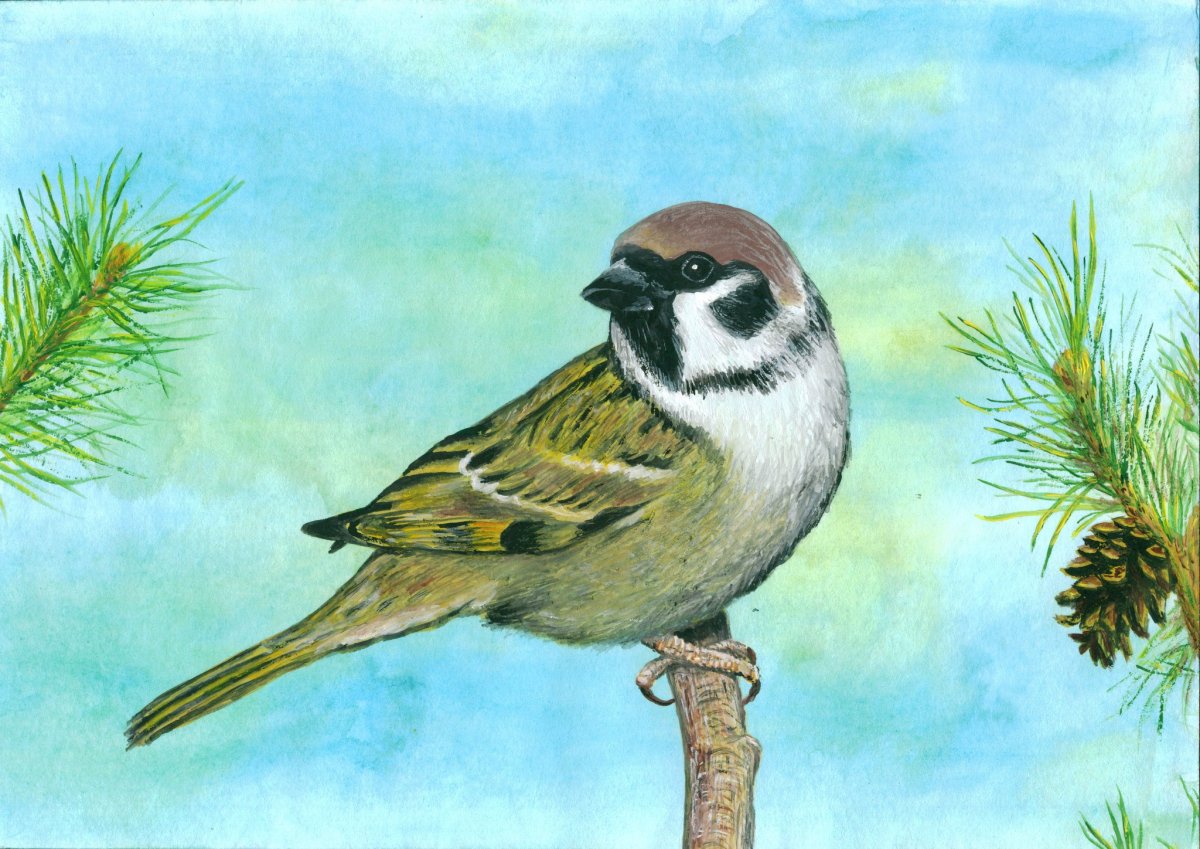 Воробей рисунок