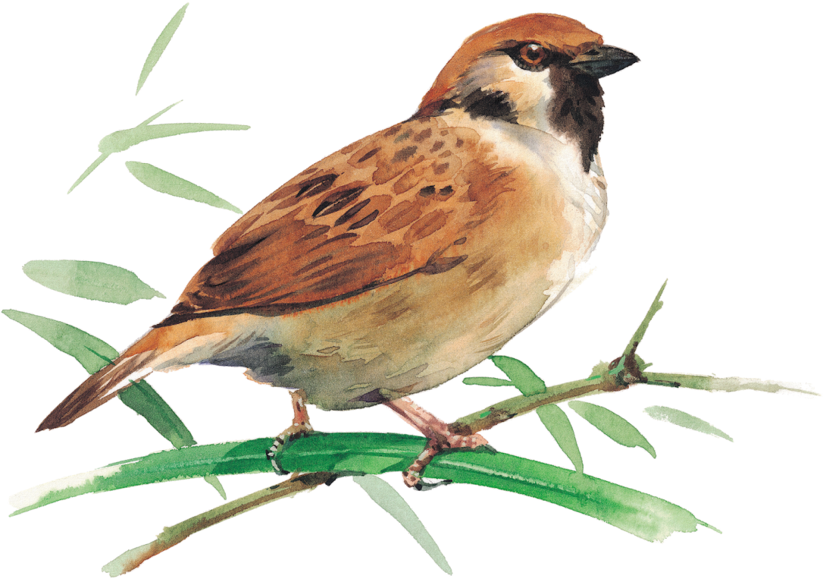 Воробей на белом фоне