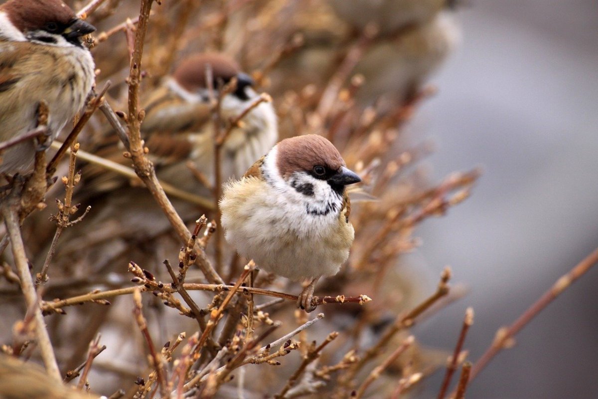 Красноголовый Воробей
