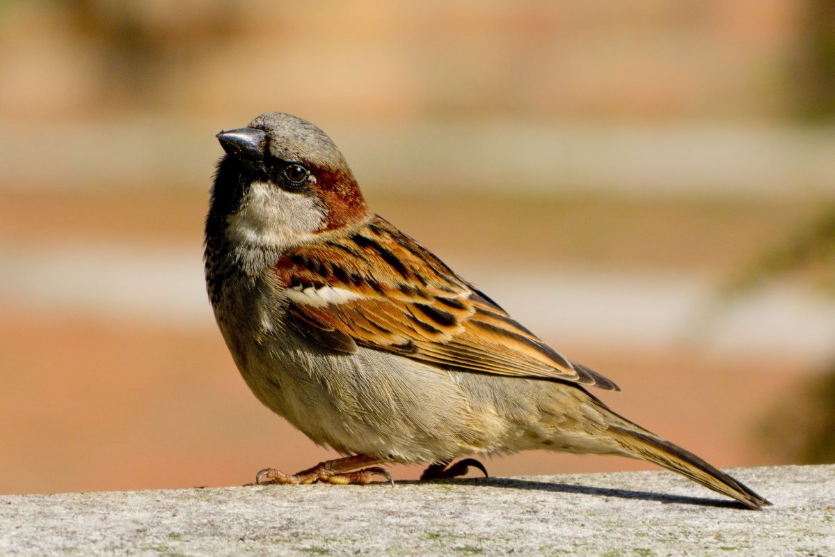 Ласточка и Воробей