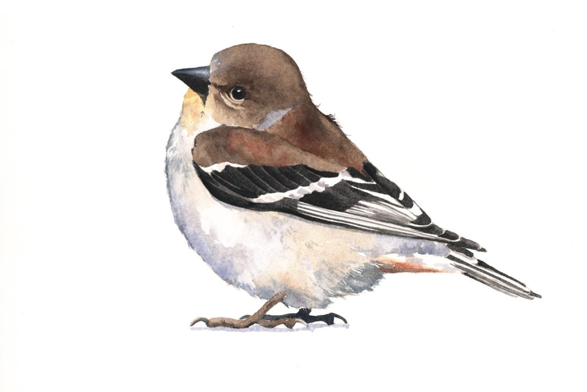 Акварель птицы воробушки