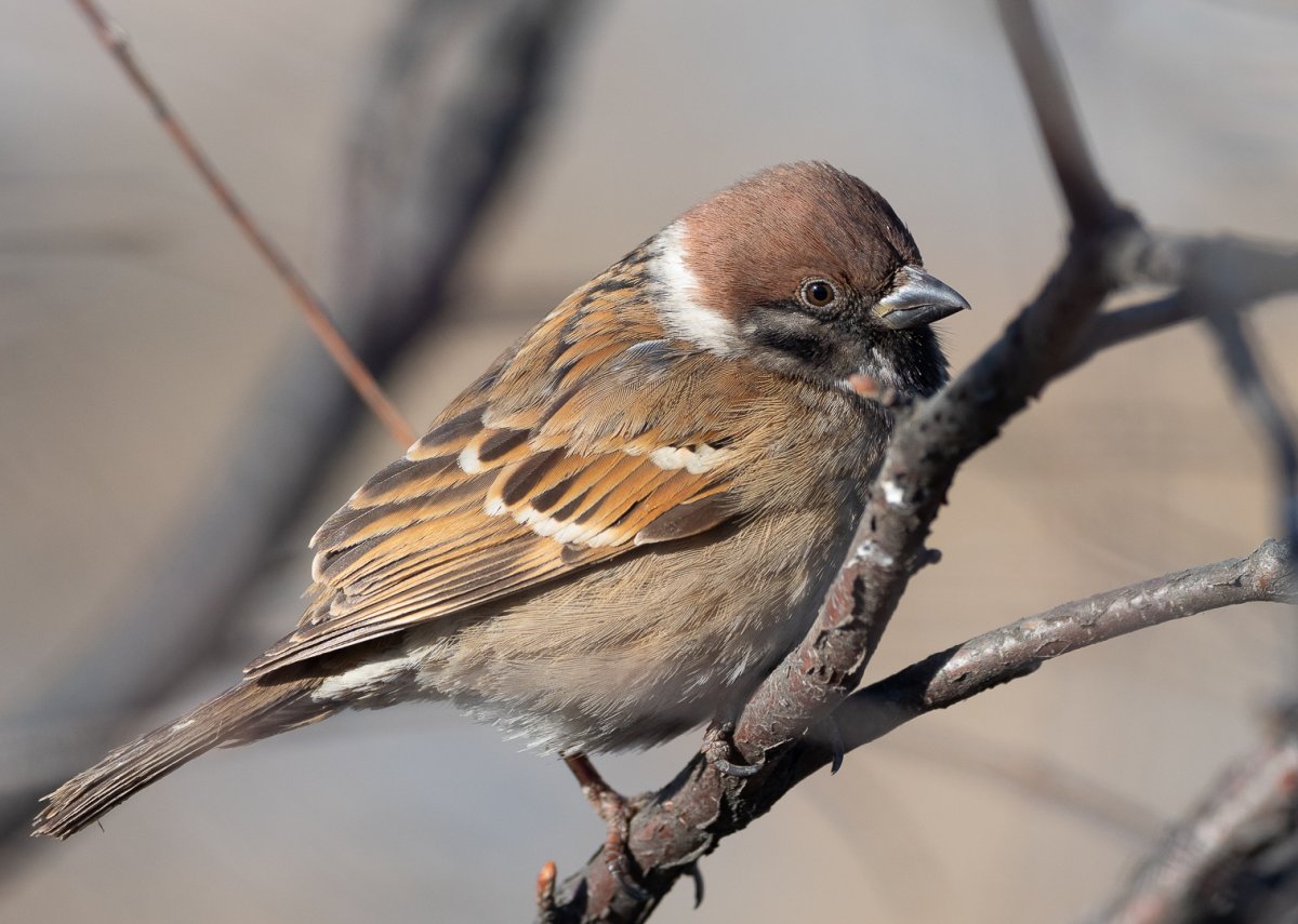 Воробей обыкновенный о птице