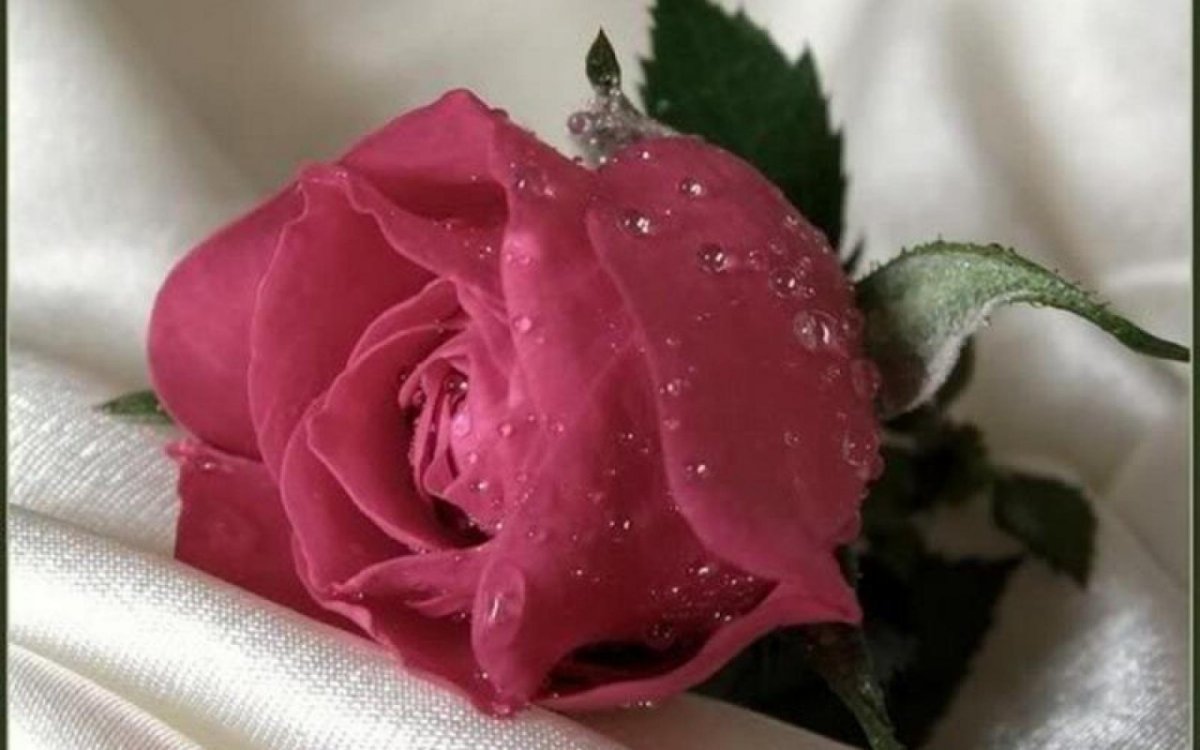 Самой нежной и красивой розы