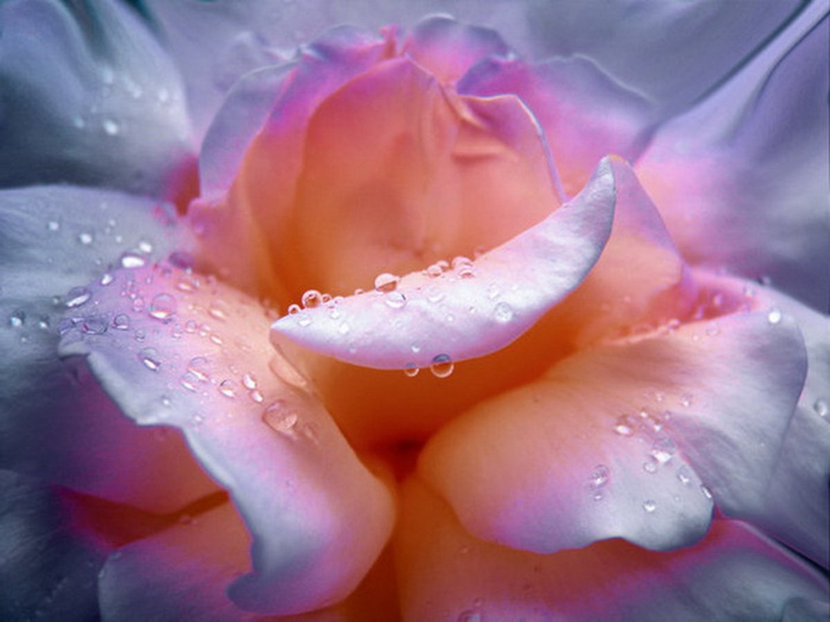 Божественно красивые цветы