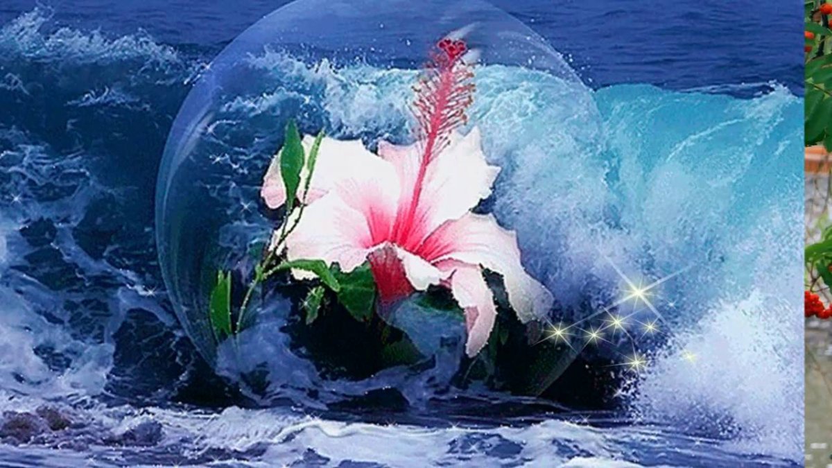 Цветы на воде