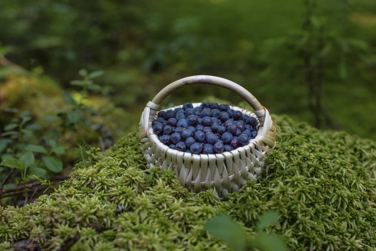 Ягоды Ленобласти