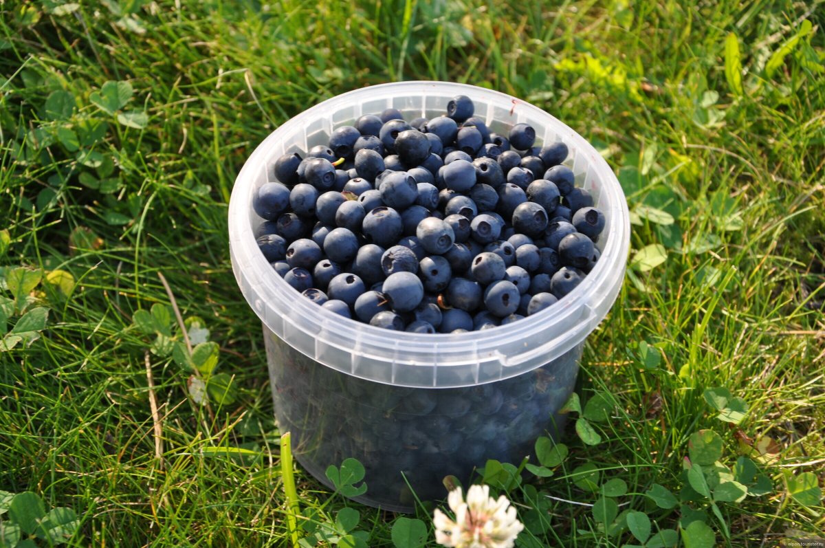 Черника в лесу