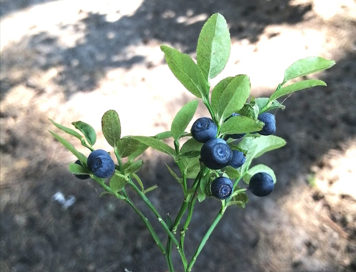 Длинные ягоды похожие на чернику