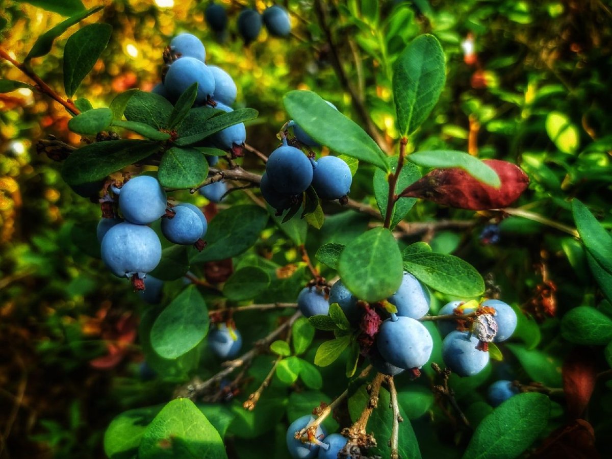 Черника в лесу