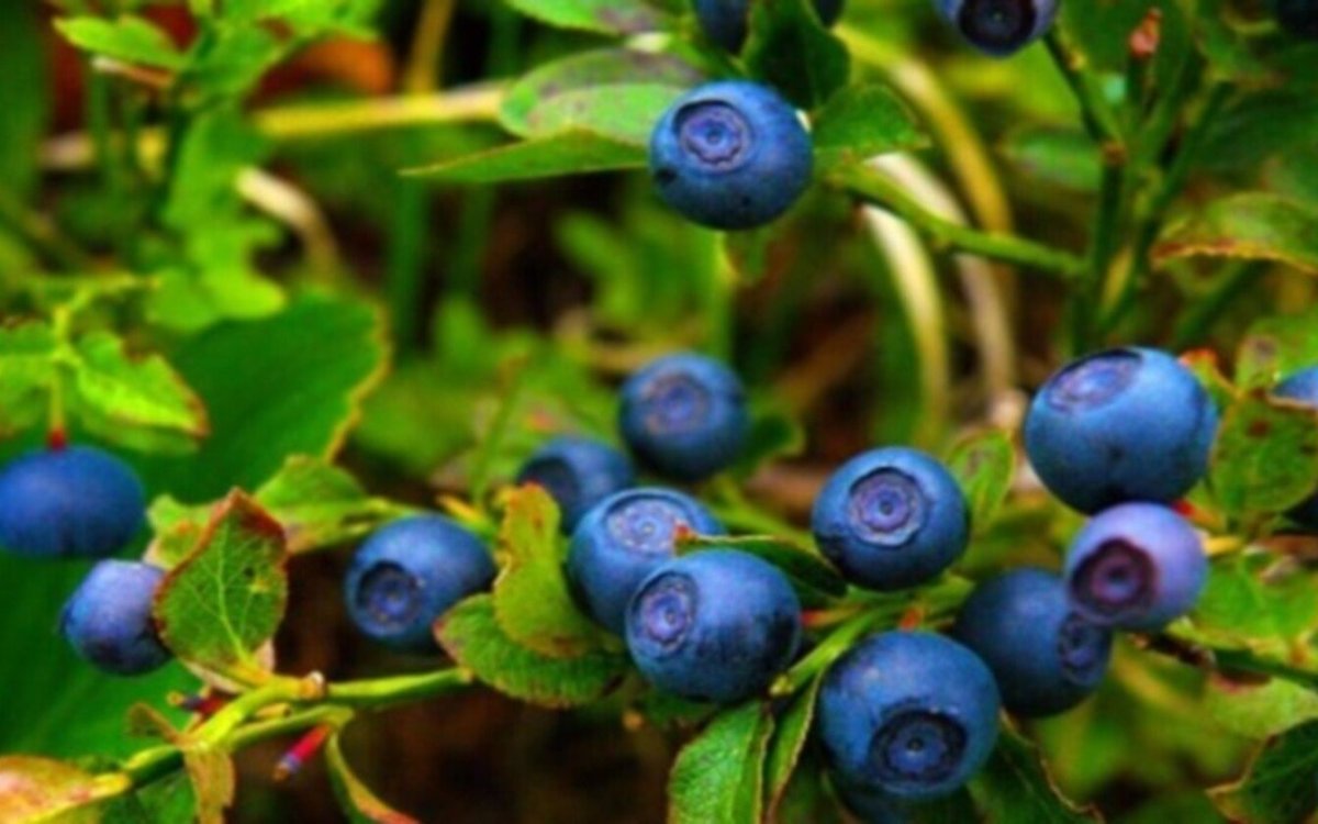 Черника куст