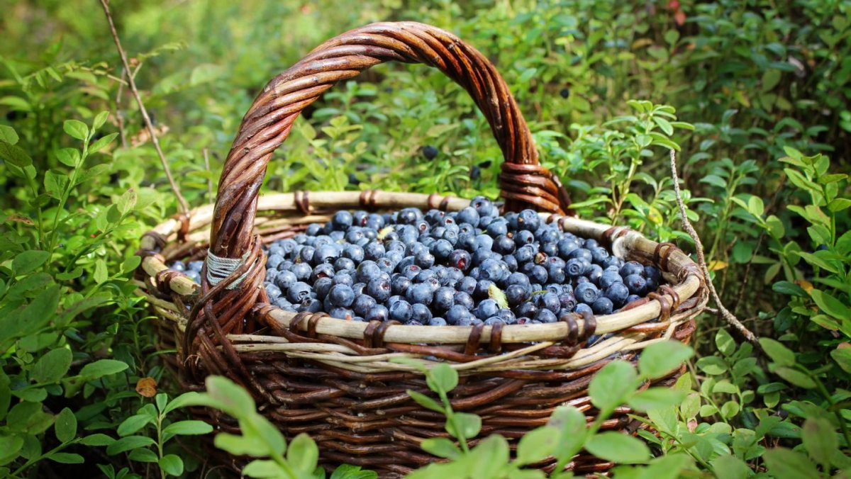 Голубика в корзине