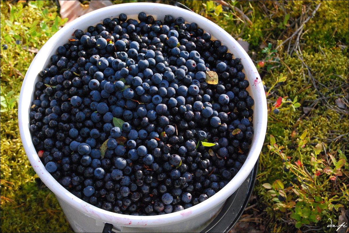 Черника Лесная в ведре