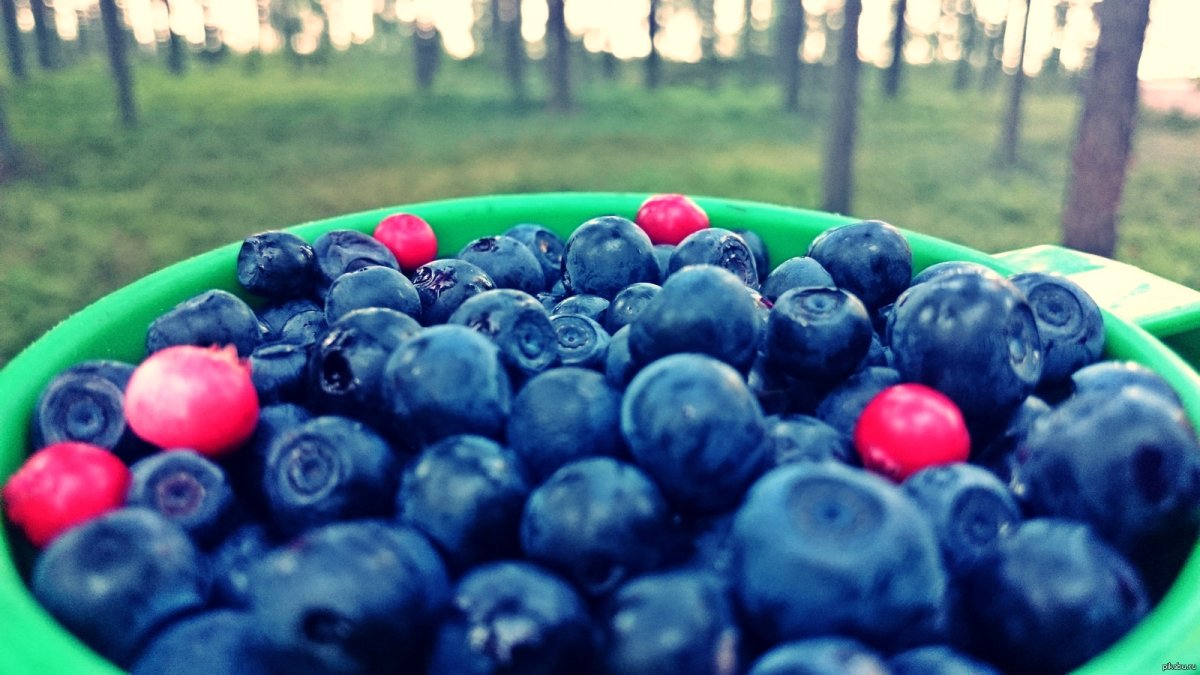 Черника меваси