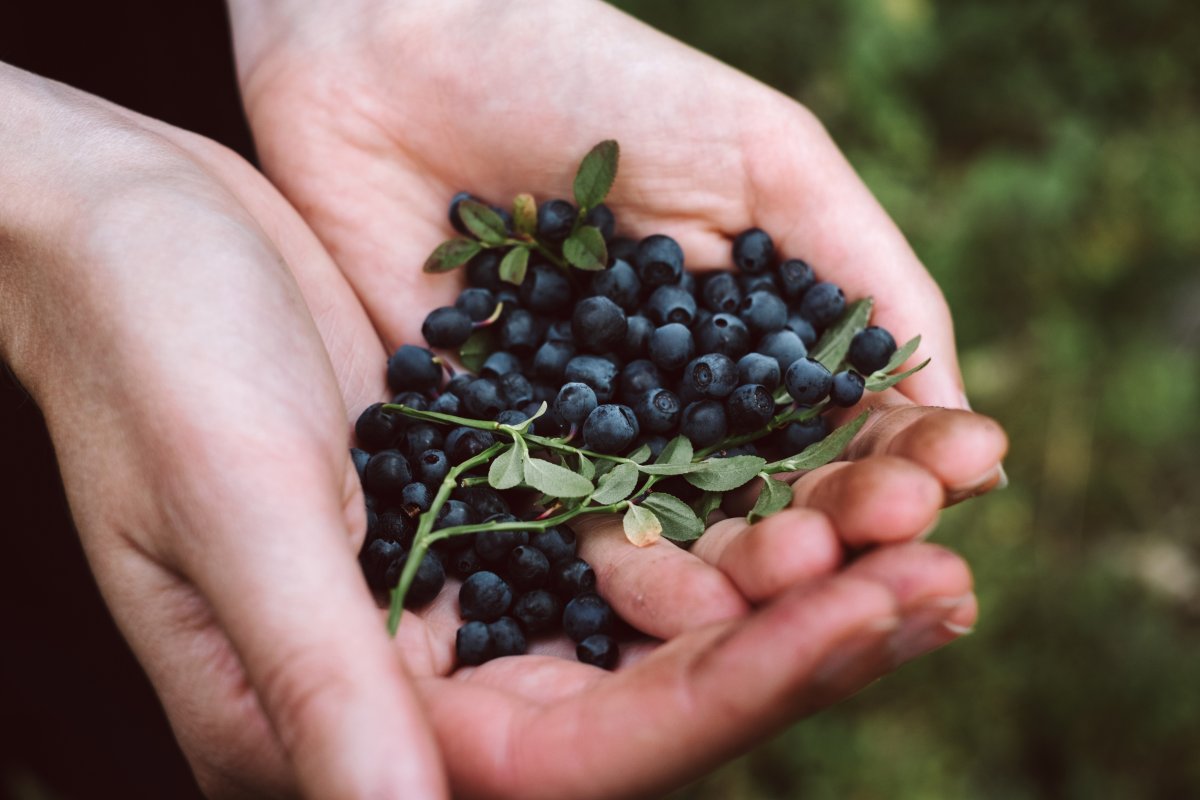 Черника Северная ягода