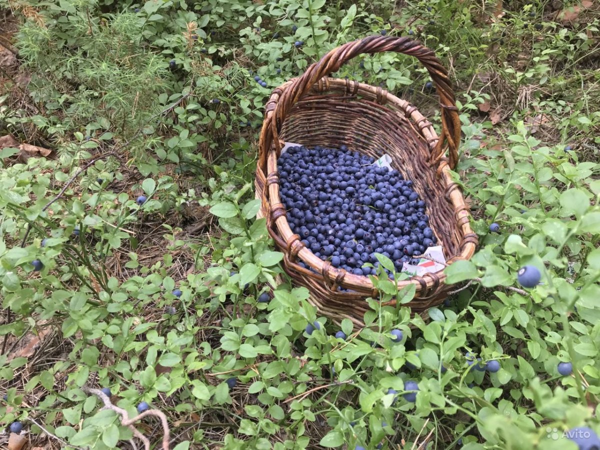 Черника в Марий Эл