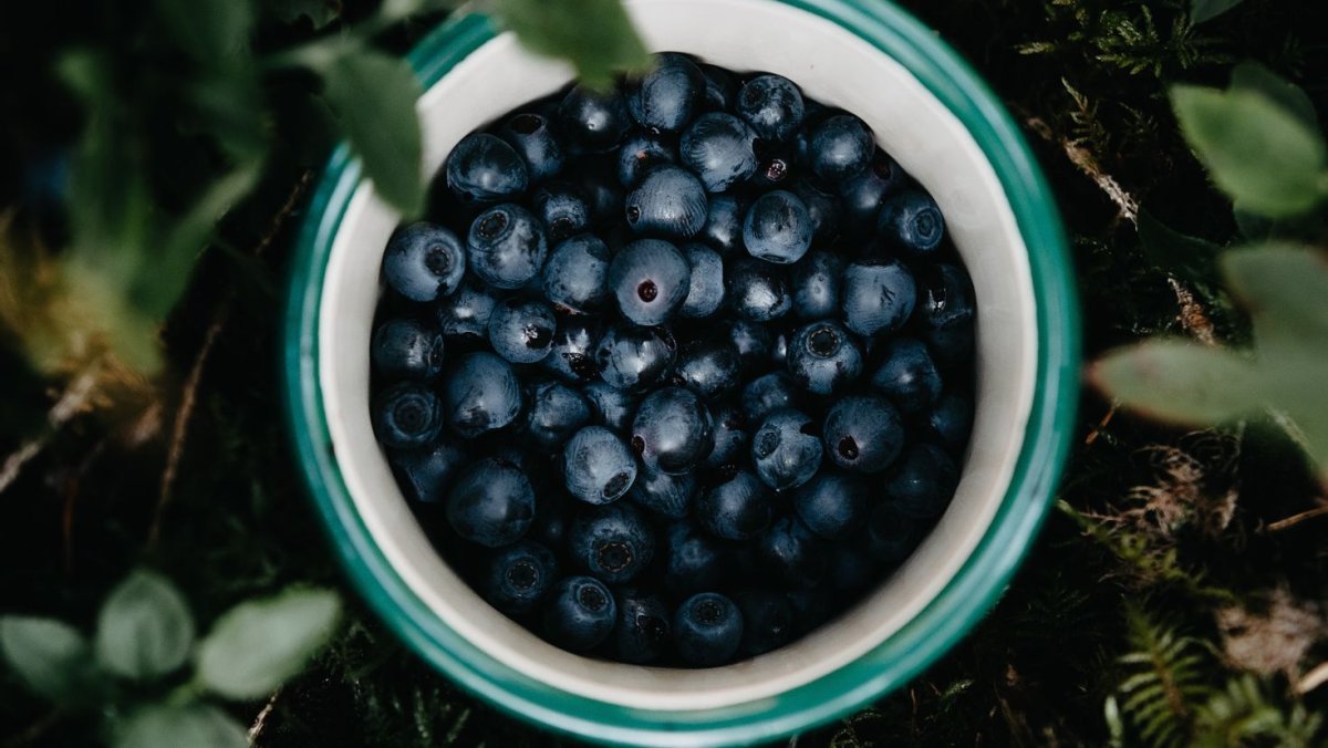 Черника обыкновенная ягоды