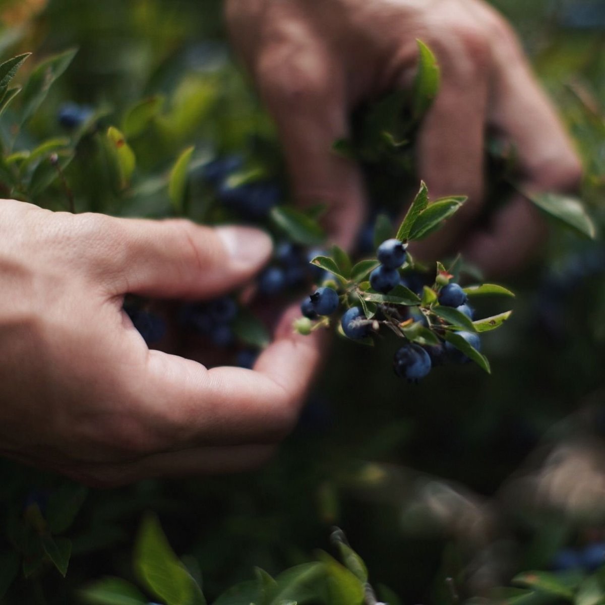 Черничные леса