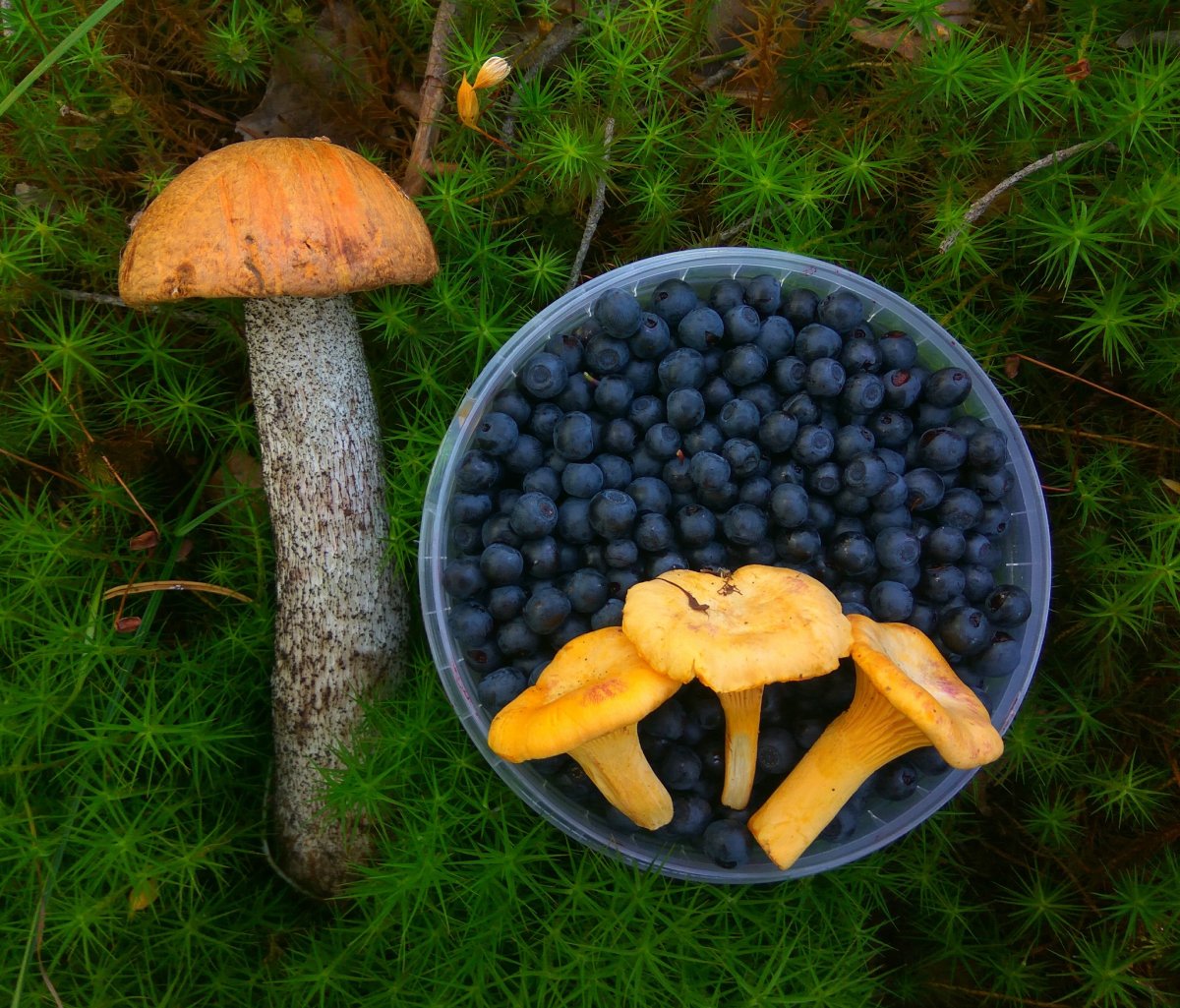 Голубика высокорослая Чандлер