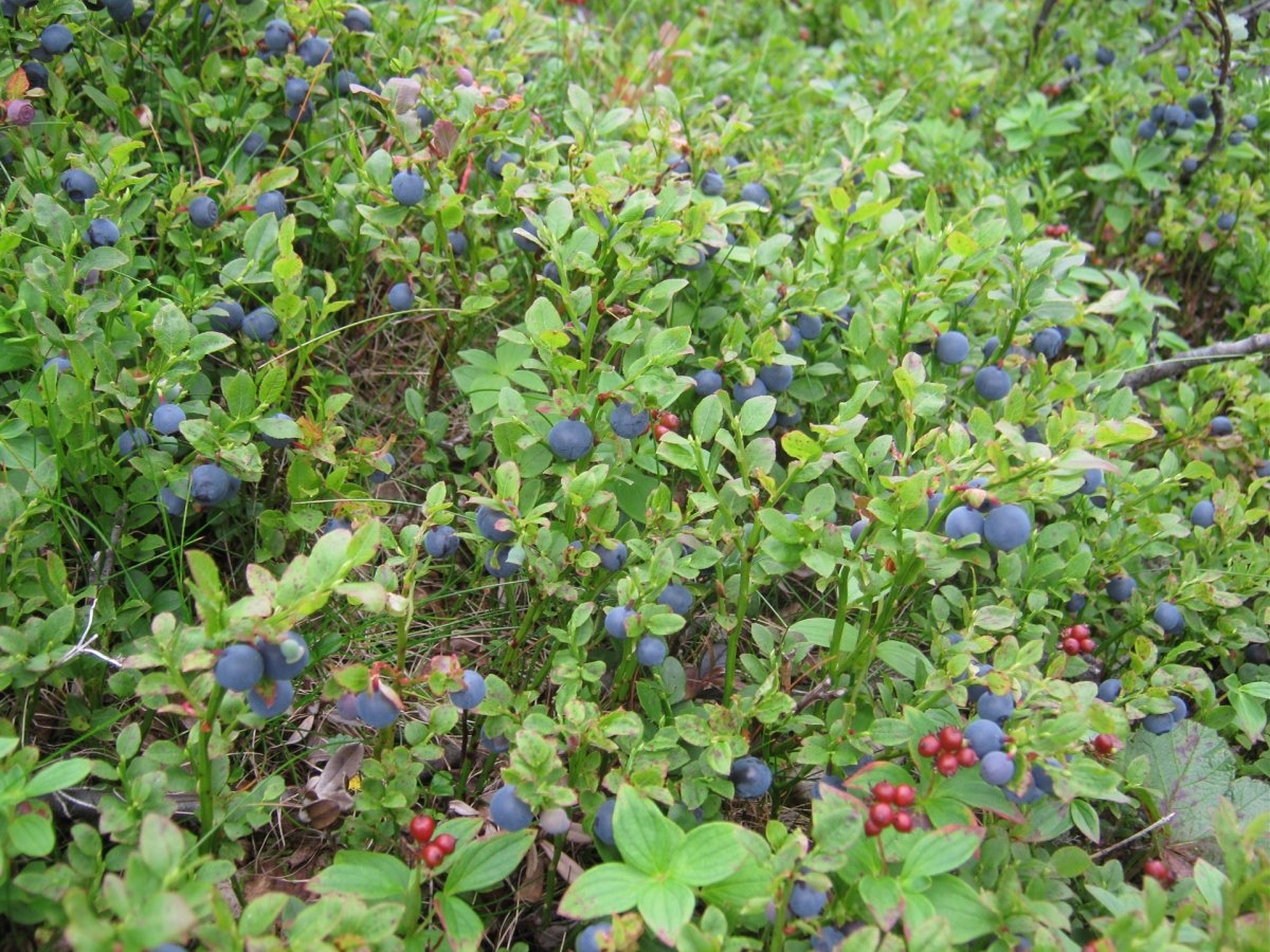 Голубика Поларис