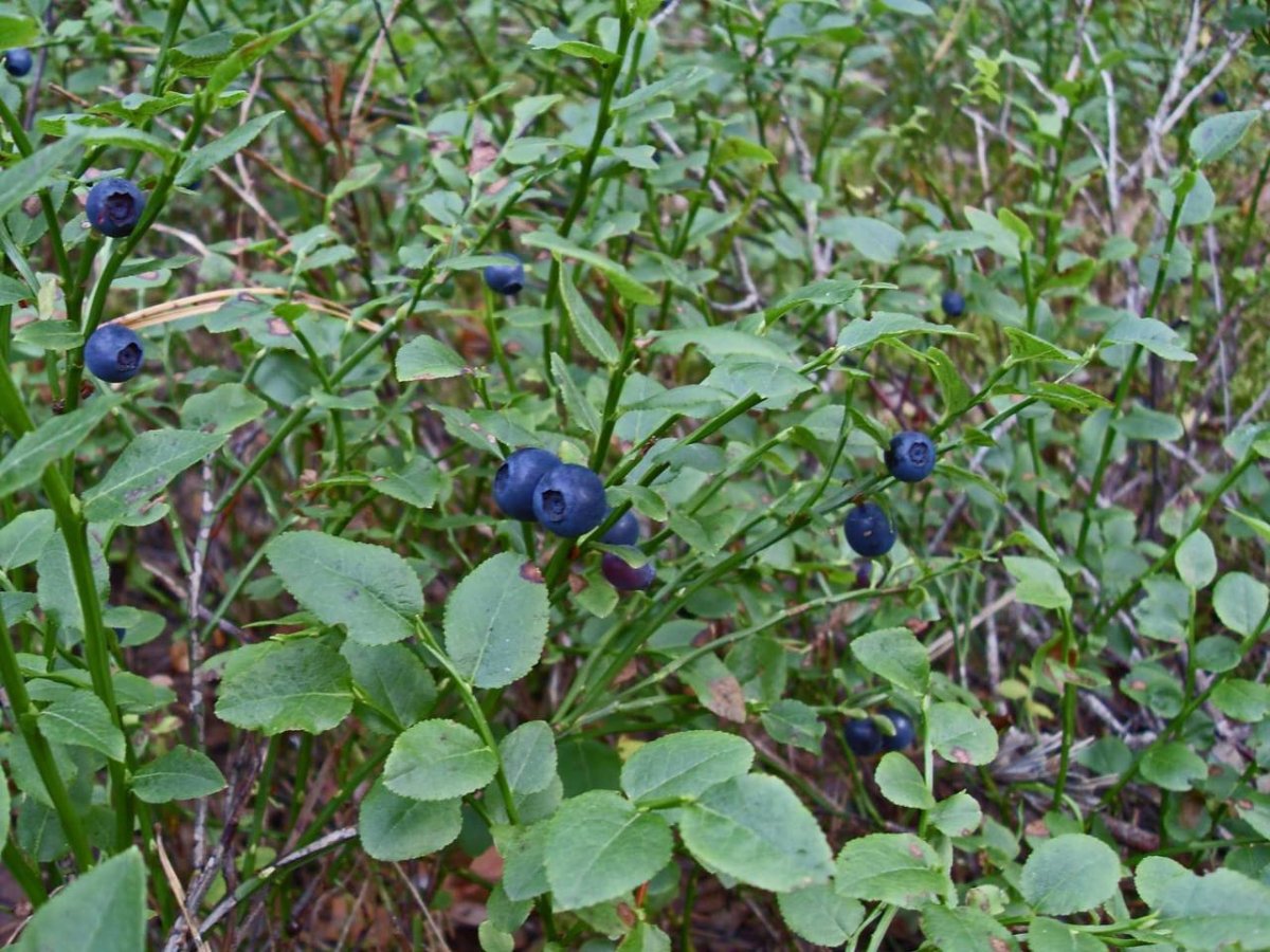 Черника Лесная