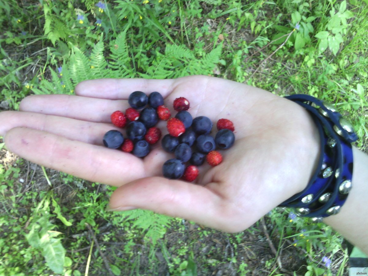 Черника (Vaccinium myrtillus)