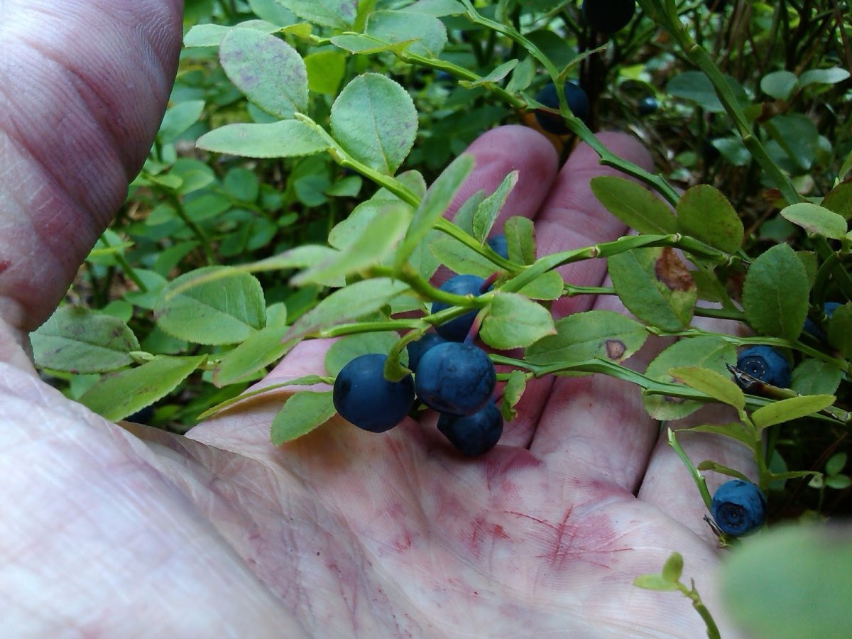 День черники