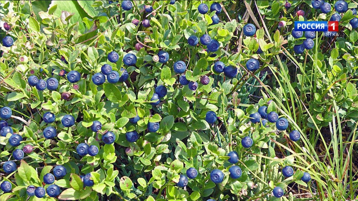 Клюква, Морошка, брусника, голубика