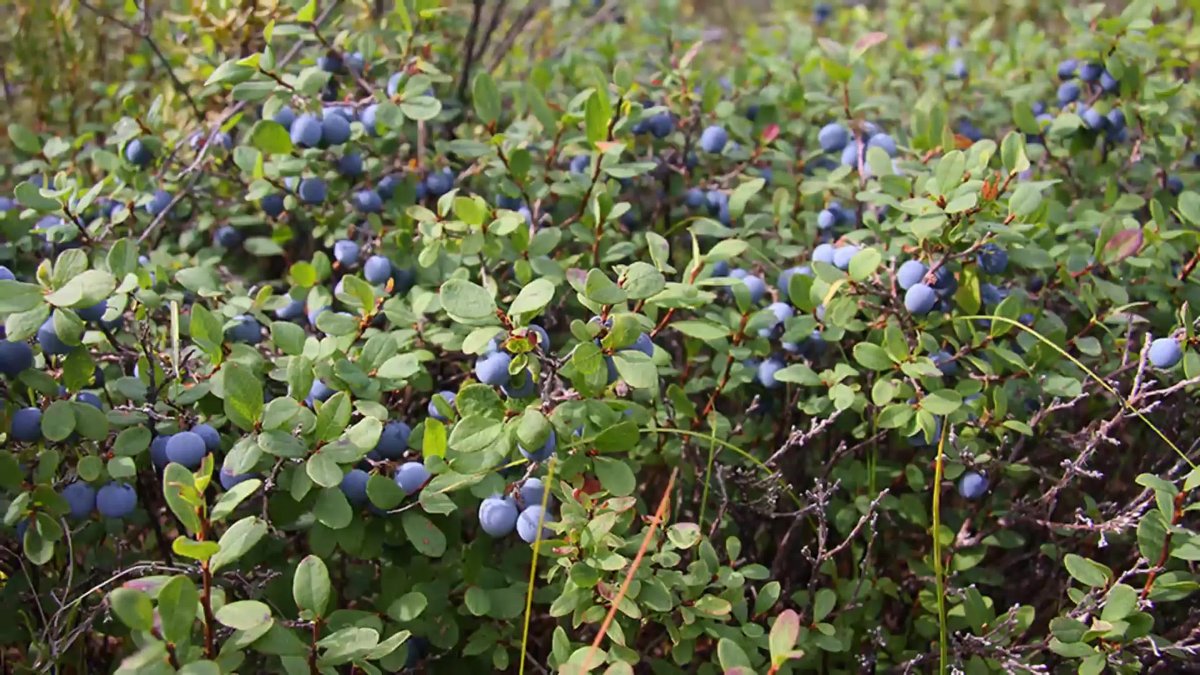Черника овальнолистная
