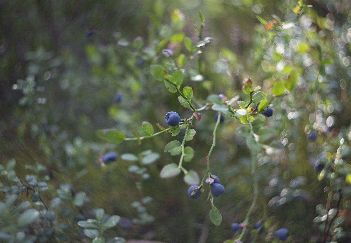 Собирать чернику