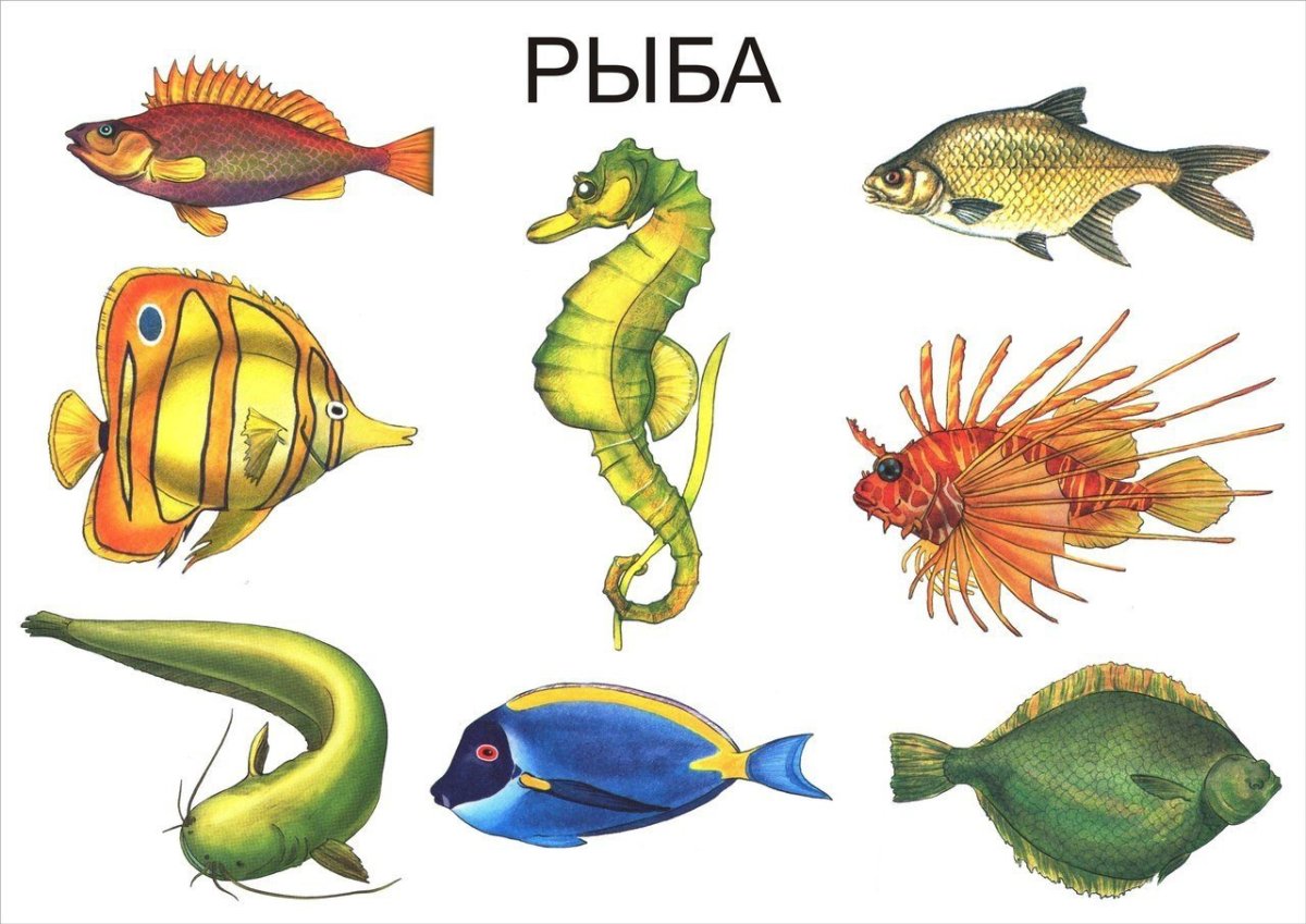 Карточки рыбы