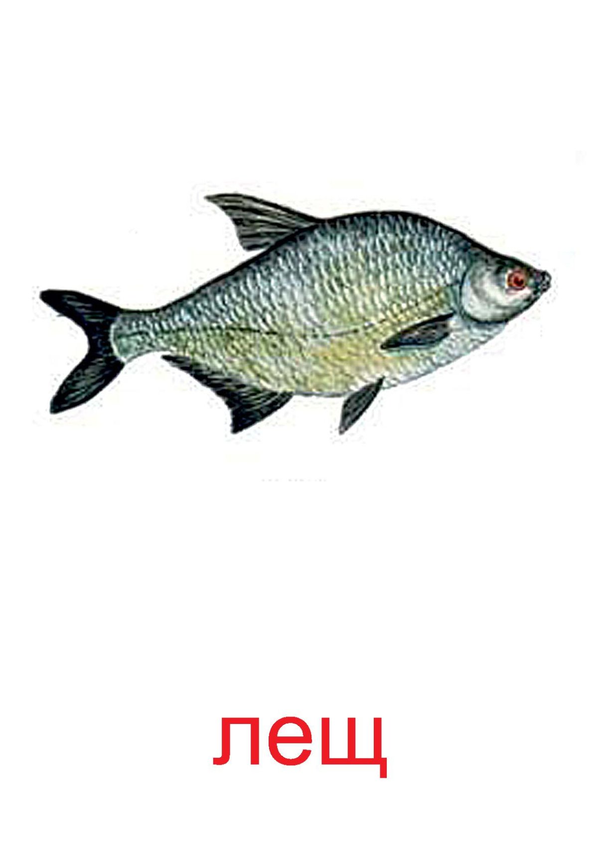 Картинки как нарисовать речную рыбу