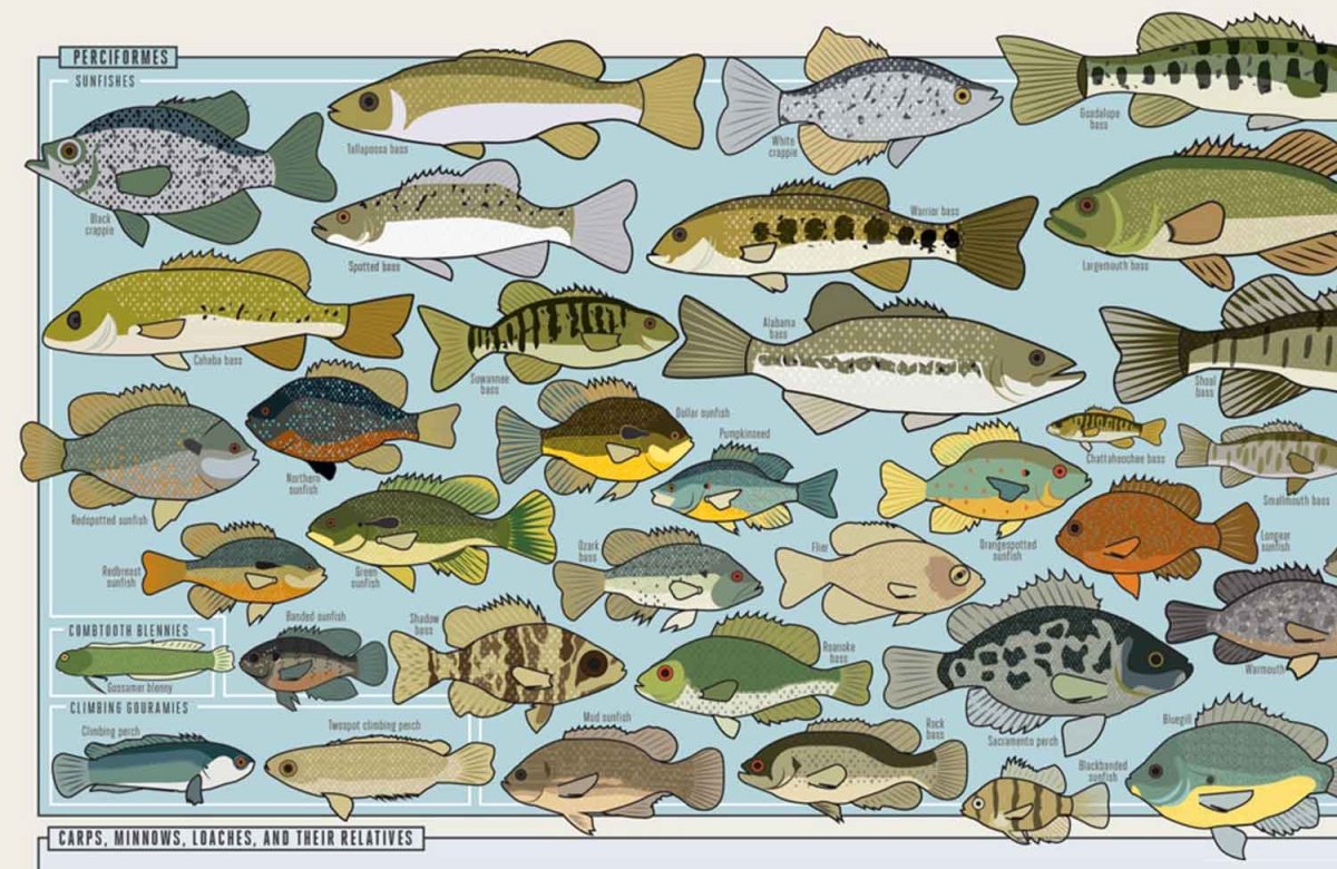 Морские и речные обитатели