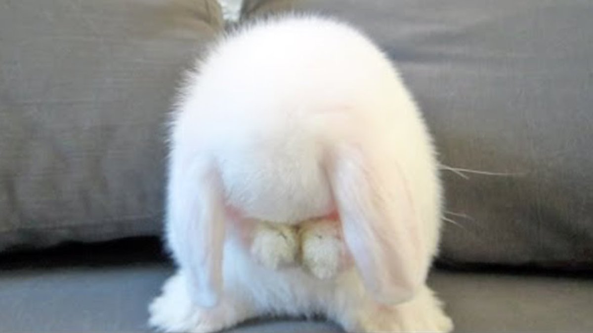 Грустный кролик