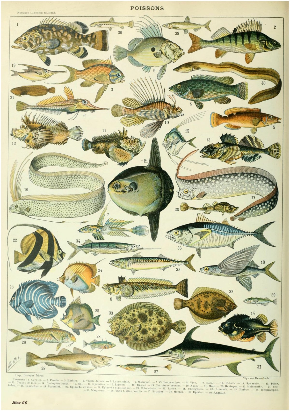 Названия тропических рыб с картинками