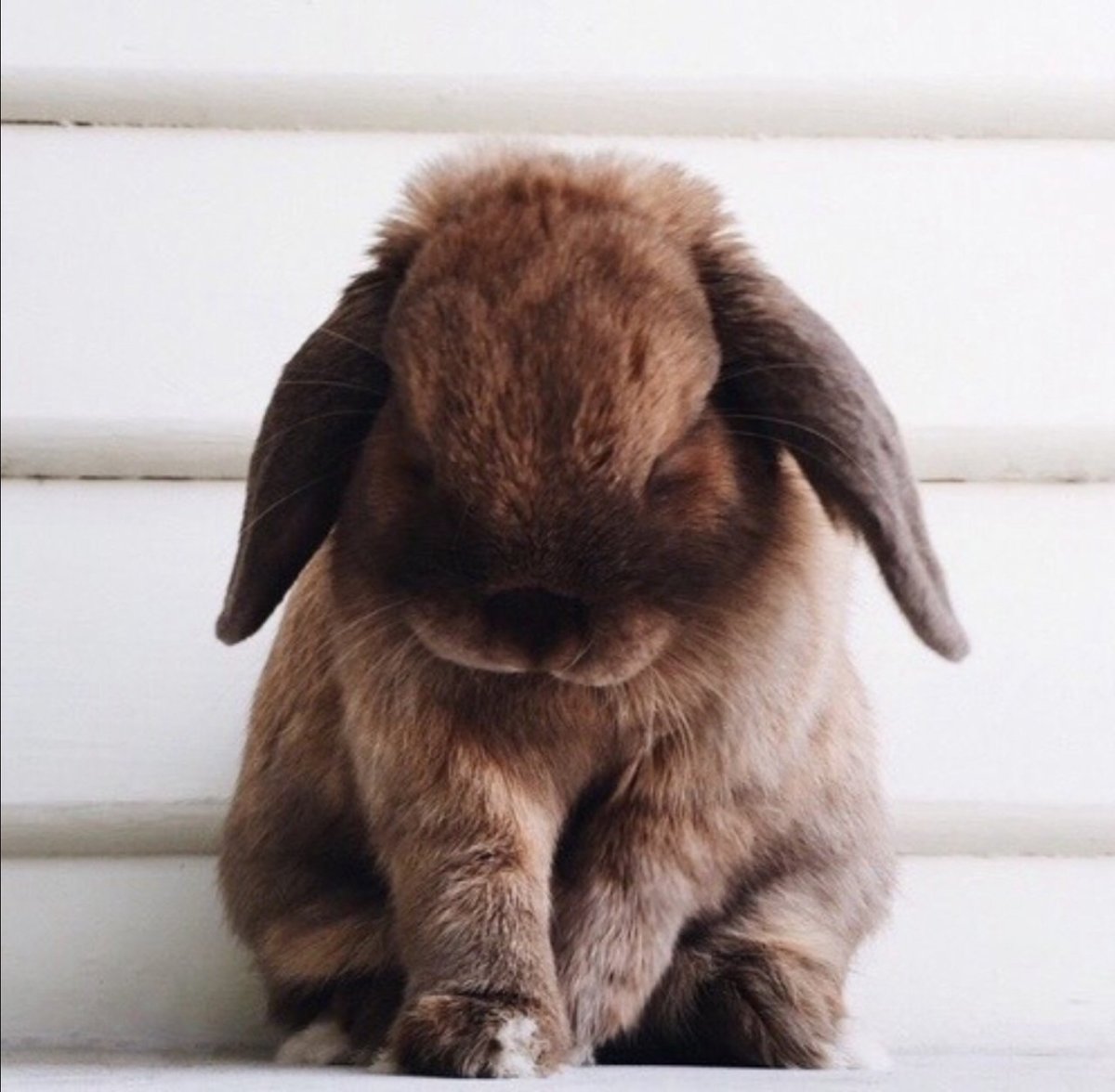 Кролик плачет