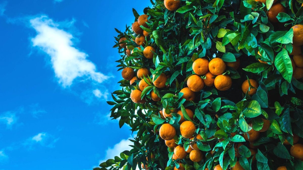 Абхазия мандарины на дереве