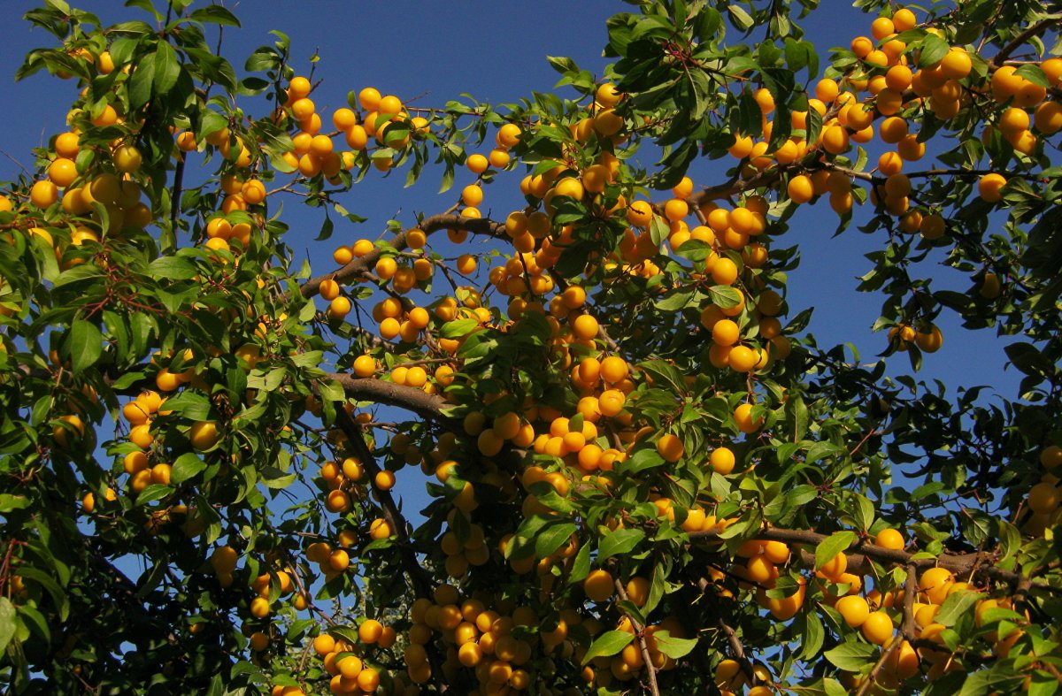 Агроценоз яблоневого сада