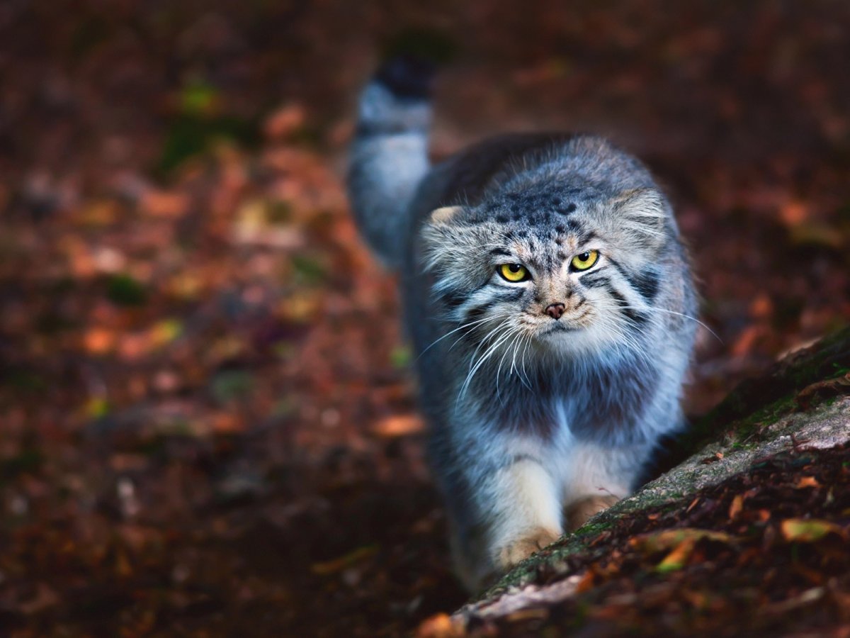 Манул (палласов кот)