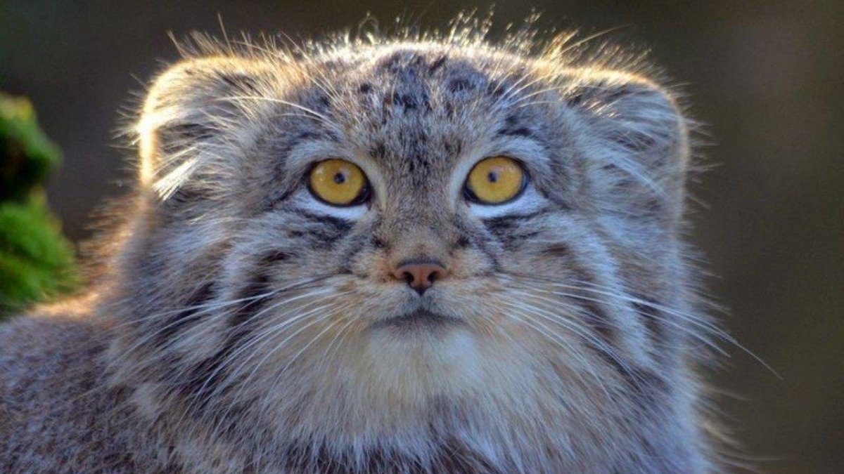 Среднеазиатский Манул