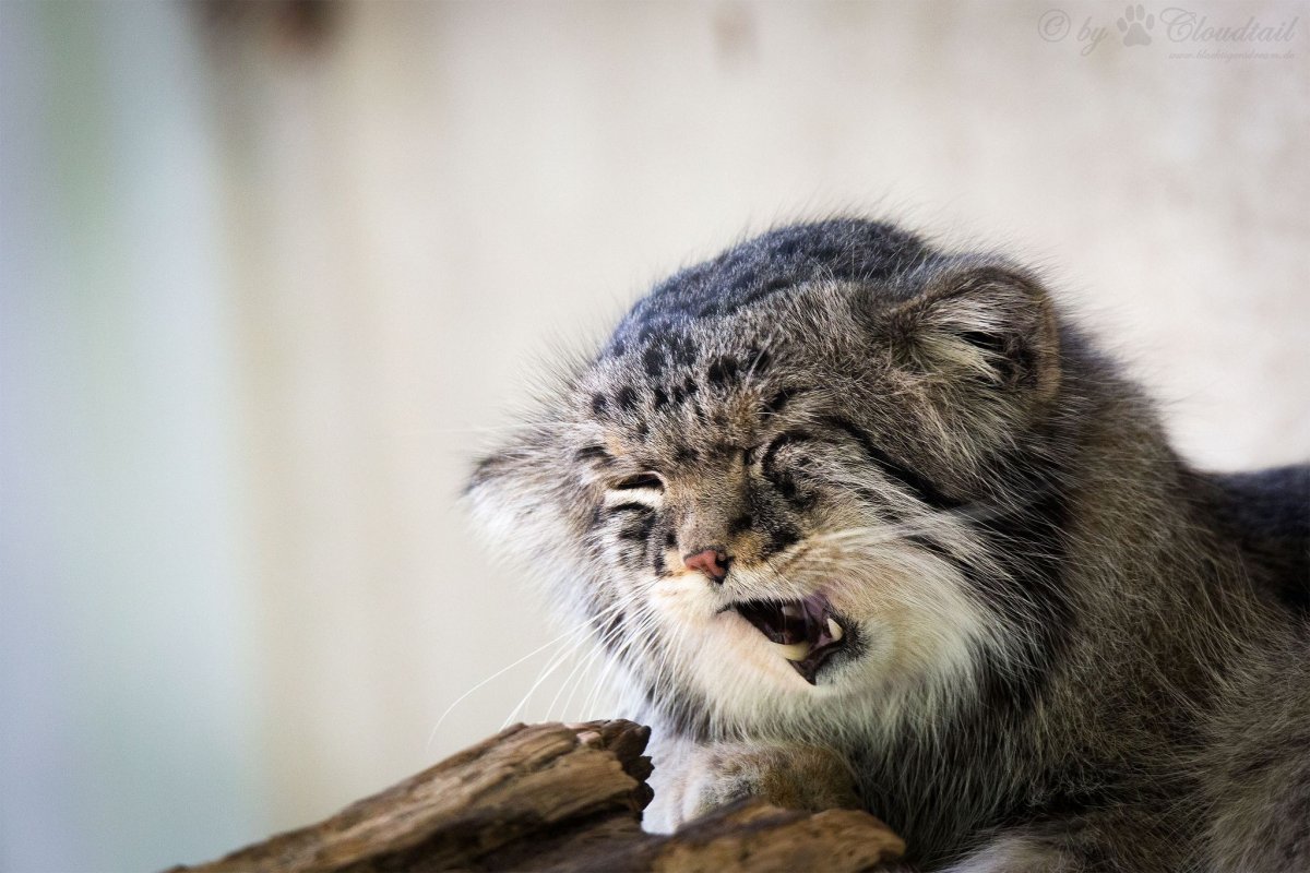 Манул самка