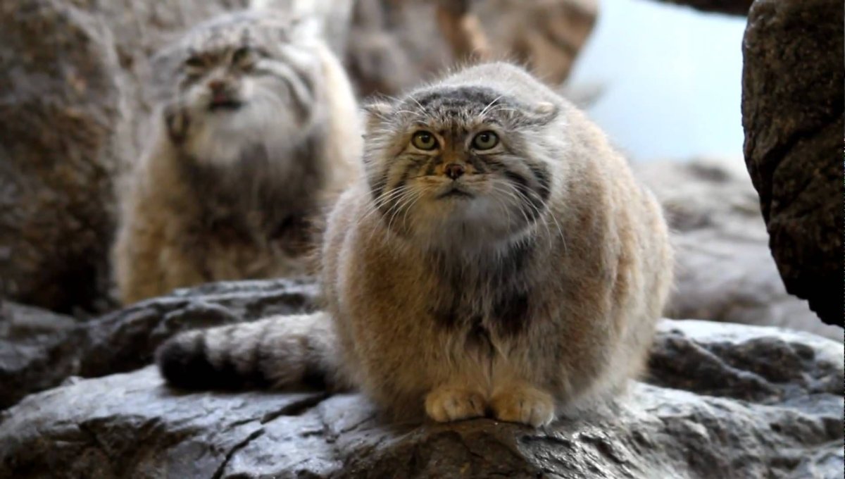 Фильмы про манулов