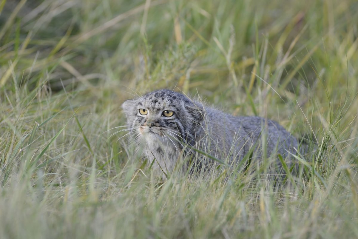 Степной кот Манул фото