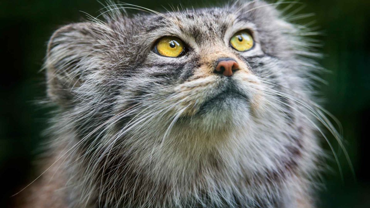 Кот Манул фото