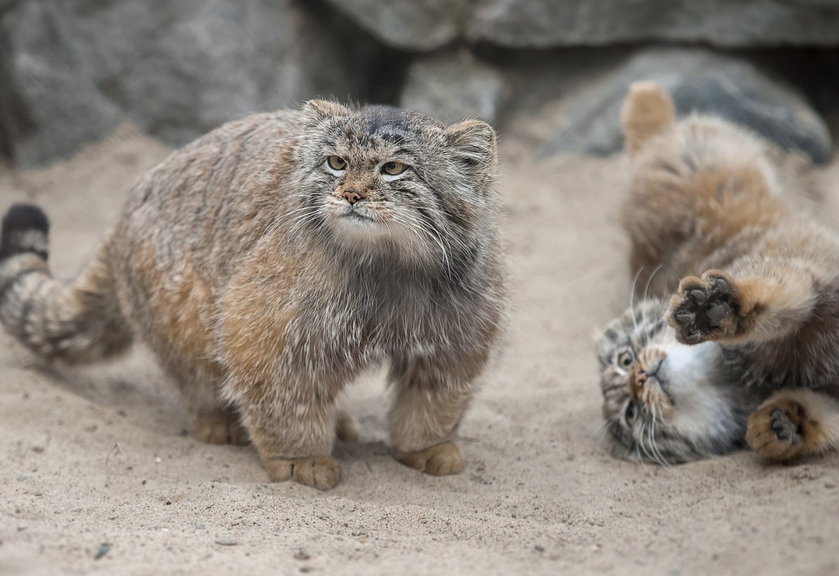 Байкал 161 Манул