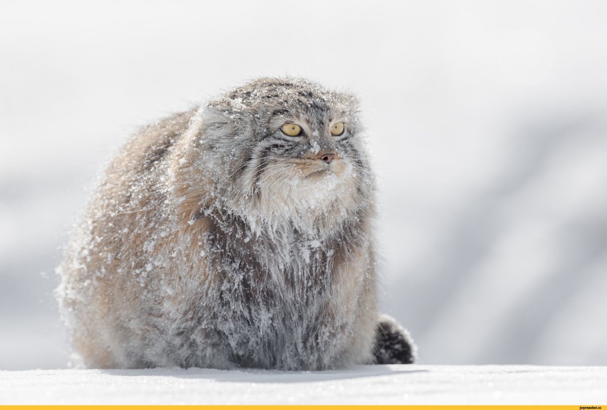 Толстый Манул