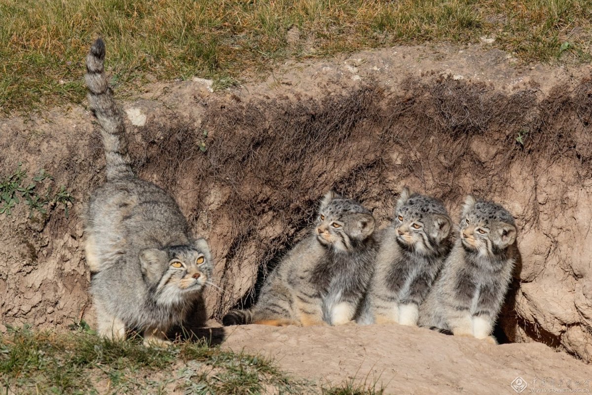 Манул кошка